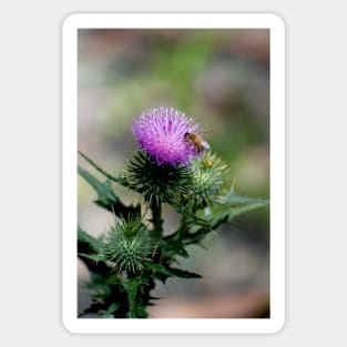 Thistle With Bee Sticker